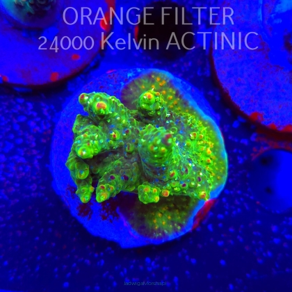 Acropora RR RAINBOW LOOM  (24.05.2025) L2-I-27  5cm