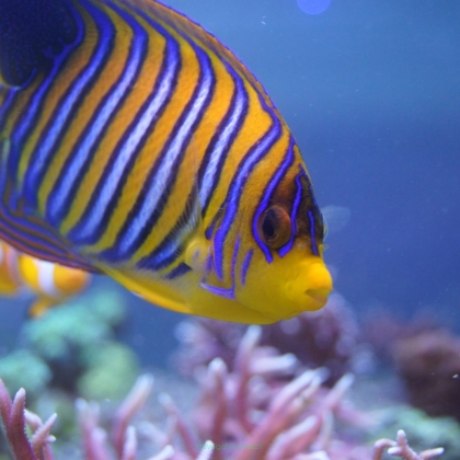Pygoplites diacanthus rozmiar 13cm RARYTAS (RED SEA)