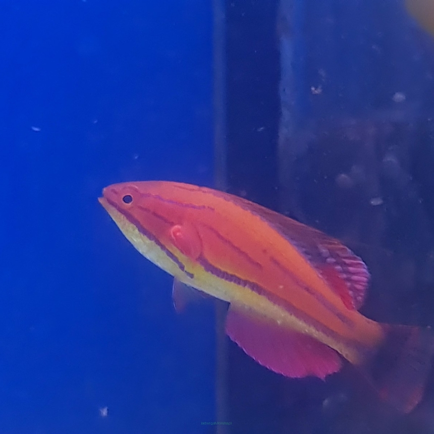 Paracheilinus Mccoskeri rozmiar 5 cm