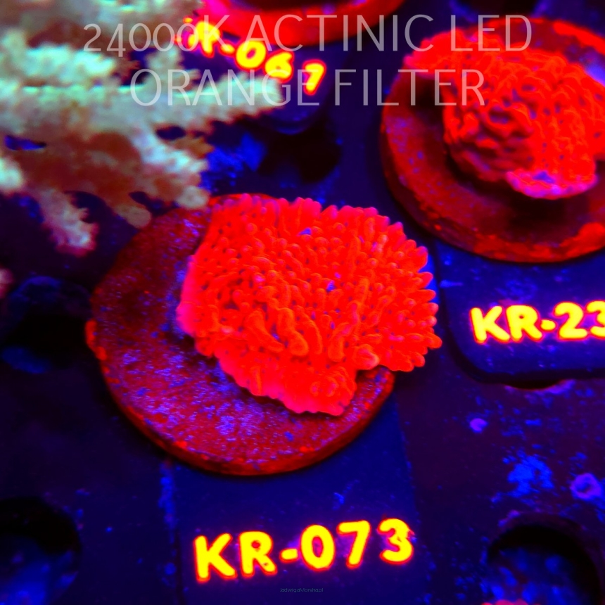 Montipora JASON FOX MEAN STREAK (01.06.2026) KR-073  4cm
