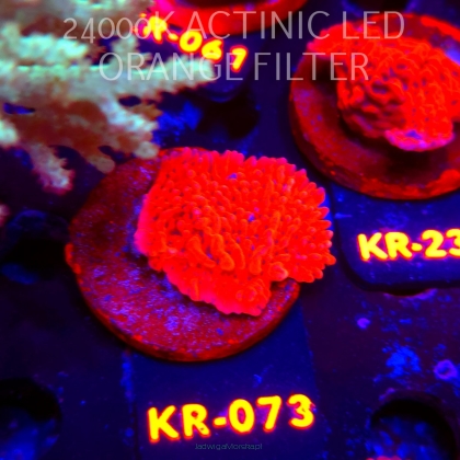 Montipora JASON FOX MEAN STREAK (01.06.2026) KR-073  4cm