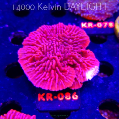 Montipora JASON FOX MEAN STREAK (06.12.2025) KR-086  6cm