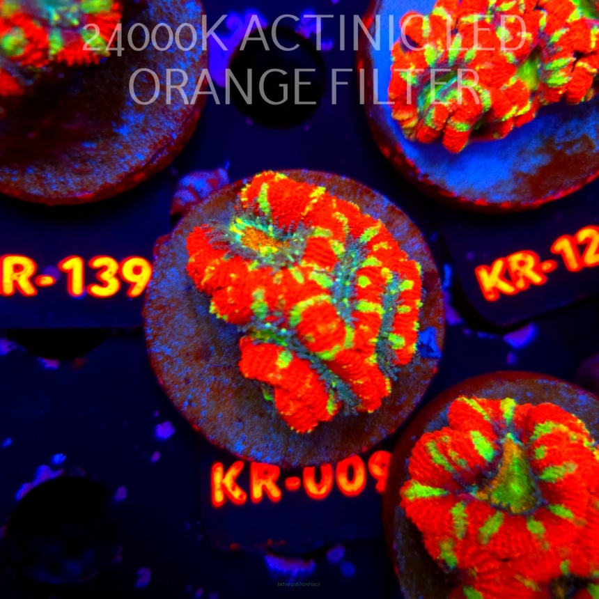 Acanthastrea lordhowensis CHRISTMAS ACAN (20.04.2026) KR-009  5cm