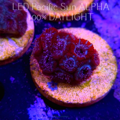 Acanthastrea lordhowensis RED-BLUE  (07.03.2024)  4cm