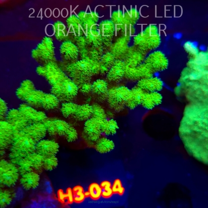 Pocillopora damicornis NEON GREEN (01.06.2026) H3-034  6cm