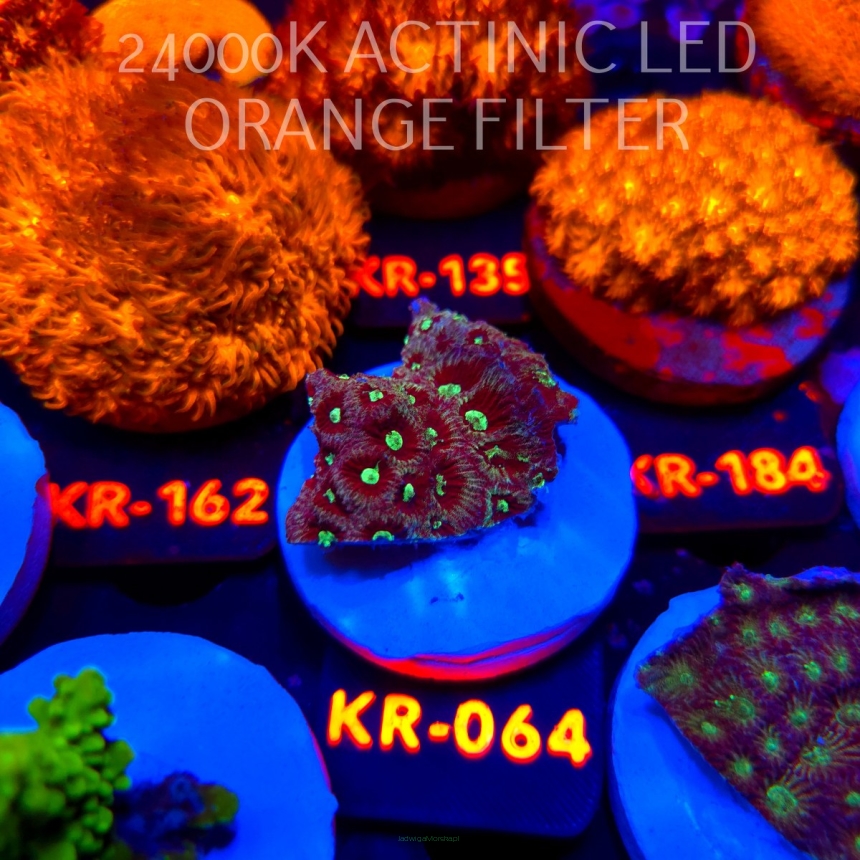 Favites Pentagona War Coral (21.04.2026) KR-064  4cm