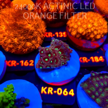Favites Pentagona War Coral (21.04.2026) KR-064  4cm