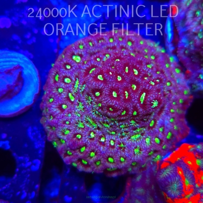 Favites Pentagona War Coral (23.11.2025)  6cm