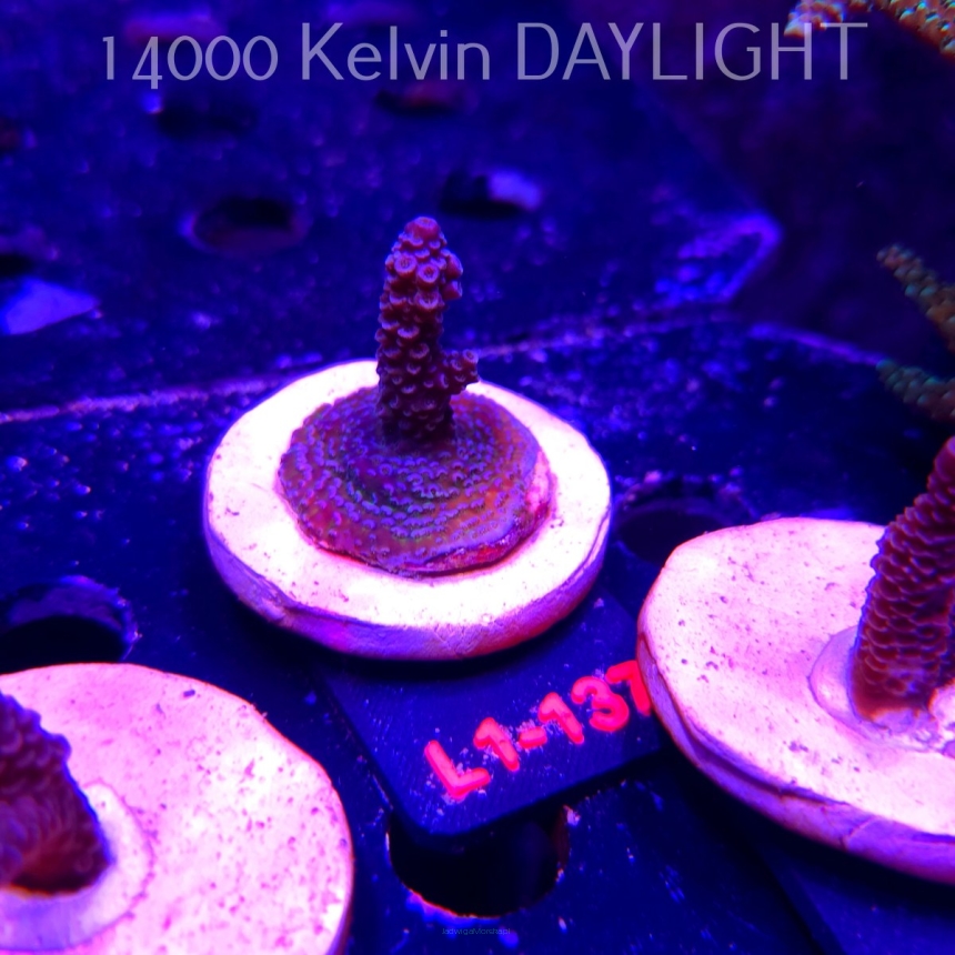 Acropora spathulata (03.08.2026) L1-137  5cm