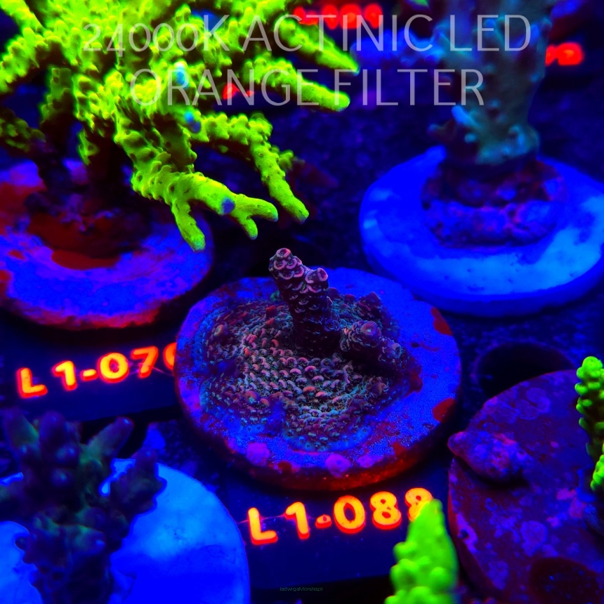 Acropora millepora PINK AUSTRALIA (11.10.2025) L1-088  4cm