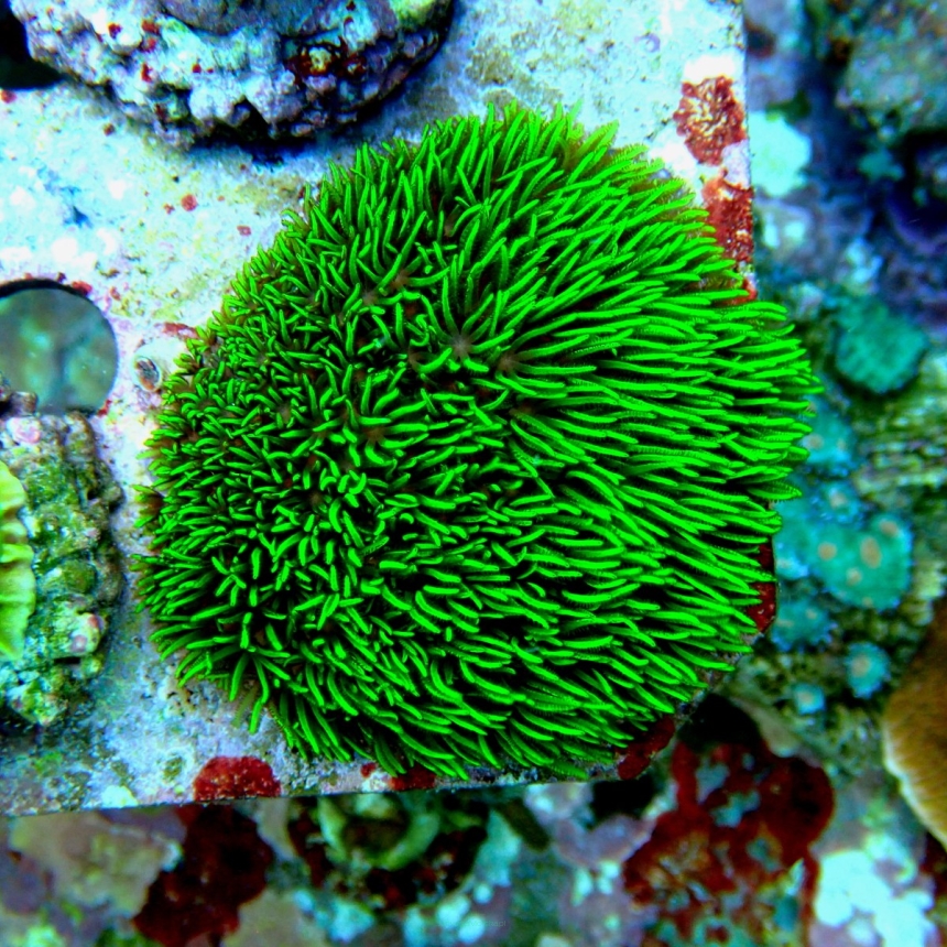 Pachyclavularia violacea (15.06.2023)