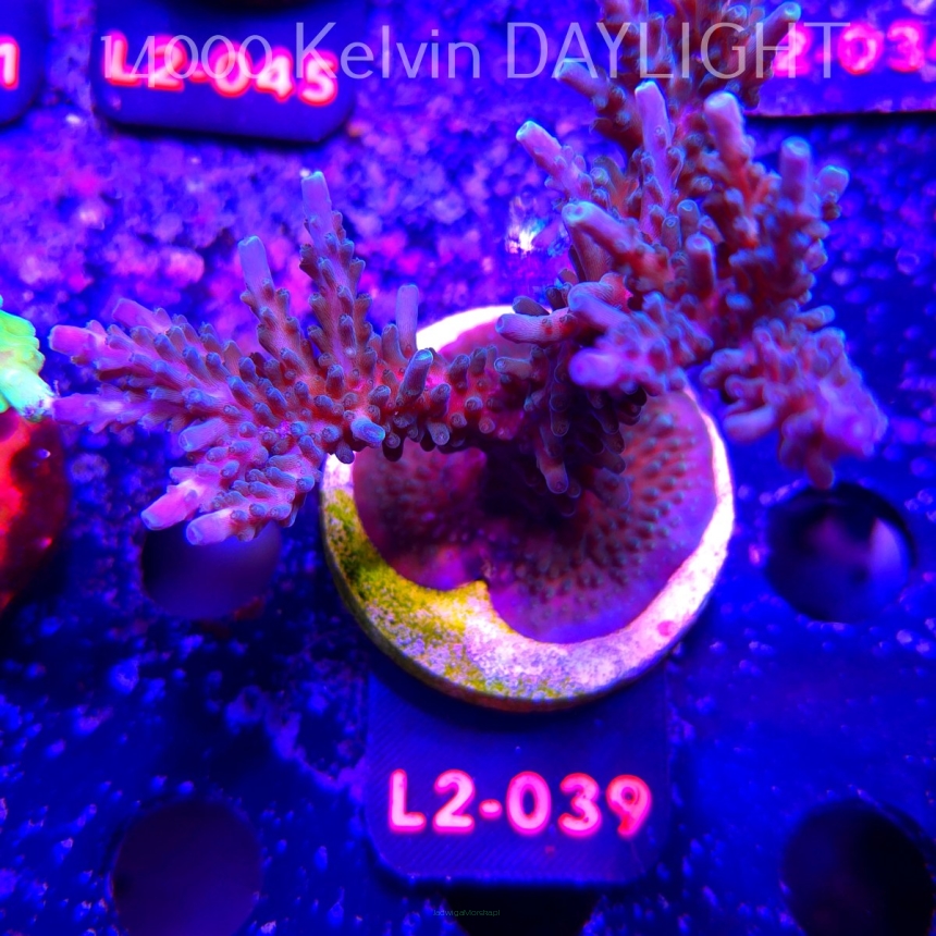 Acropora sp. AUSTRALIA (19.03.2026) L2-039  10cm