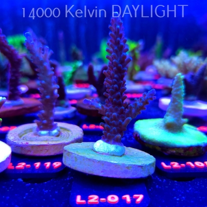 Acropora sp AUSTRALIA (12.11.2025) L2-017  7cm