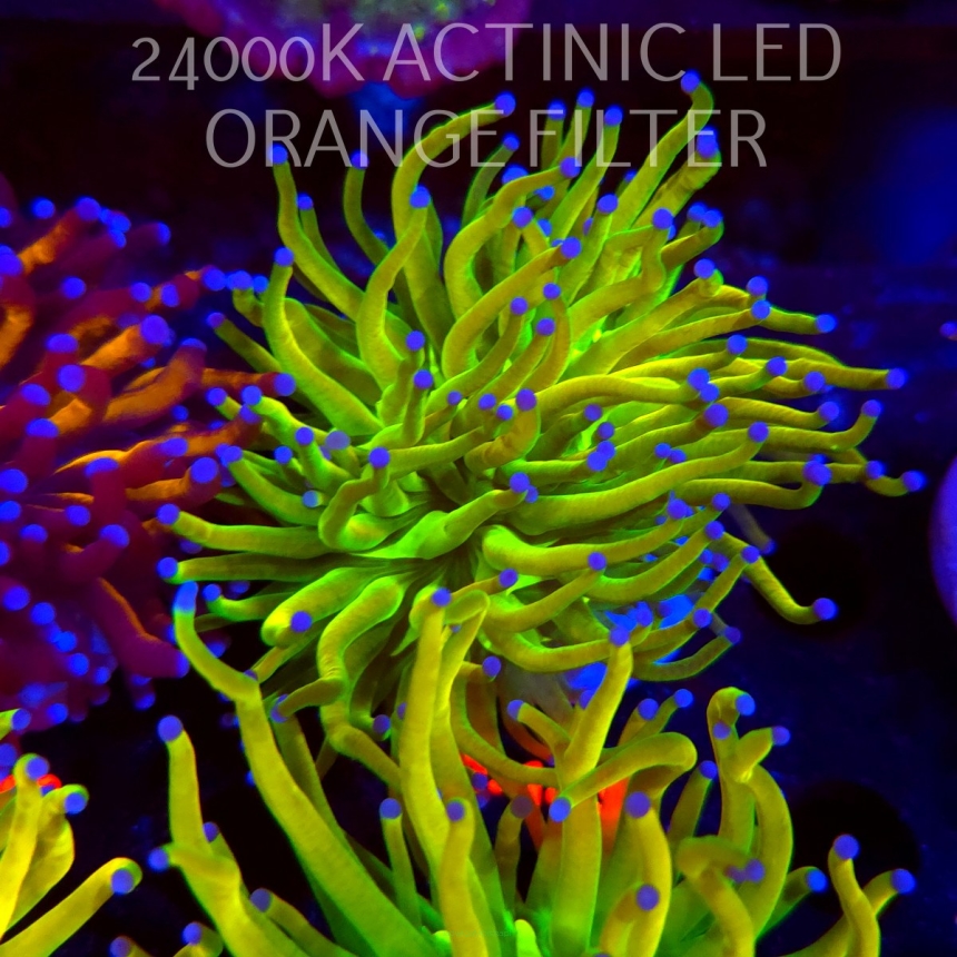 Euphyllia glabrescens OG HOLY GRAIL TORCH (17.01.2026) KR-143