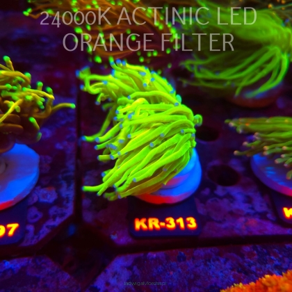 Euphyllia glabrescens OG HOLY GRAIL TORCH (17.01.2026) KR-143