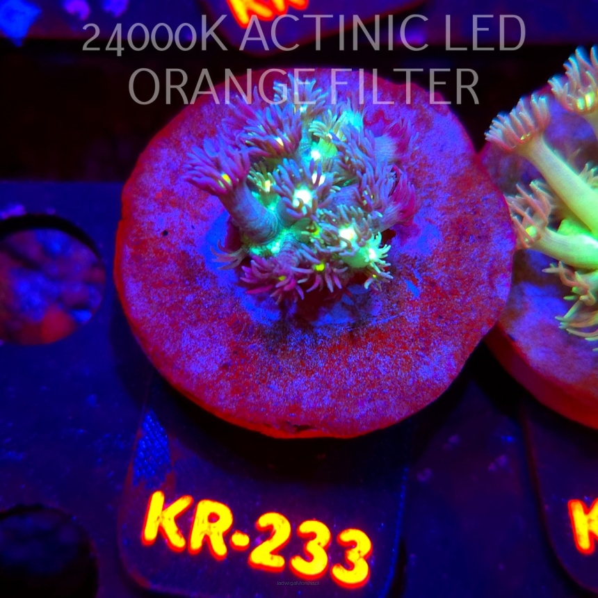 Goniopora BLUEISH YELLOW CENTER (12.07.2026) KR-233  2cm