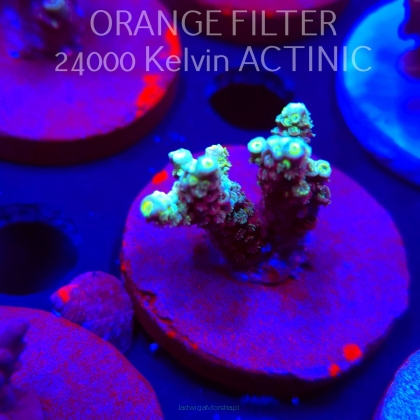 Acropora tenuis RAINBOW (04.10.2025)  4cm