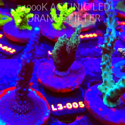 Acropora sp. AUSTRALIA (05.01.2026) L3-005  6cm