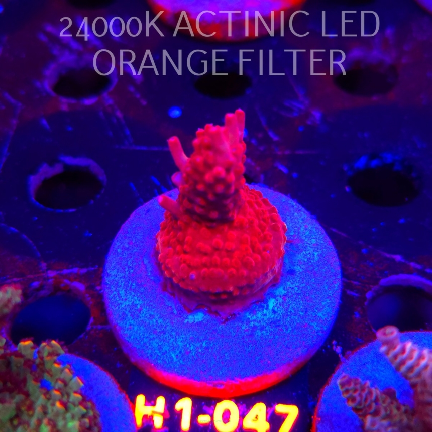Acropora CHERRY BLOSSOM (23.05.2026) H1-047  4cm