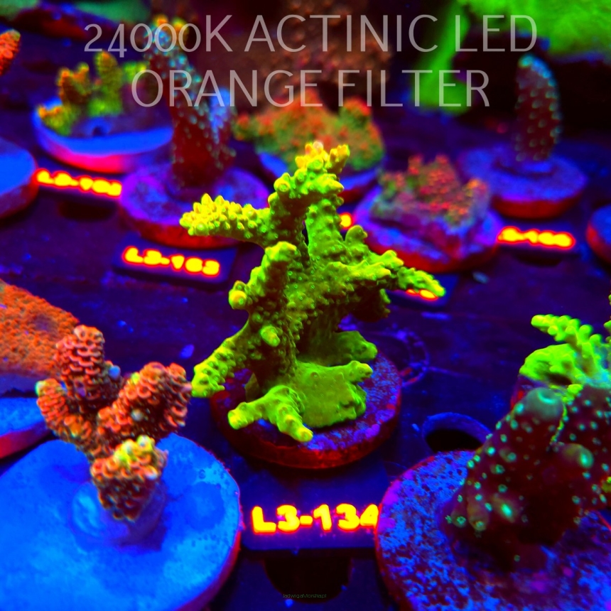 Acropora GOLD FEVER (11.09.2026) L3-134  7cm