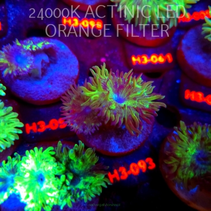Duncanopsammia axifuga (04.07.2026) H3-093  2P