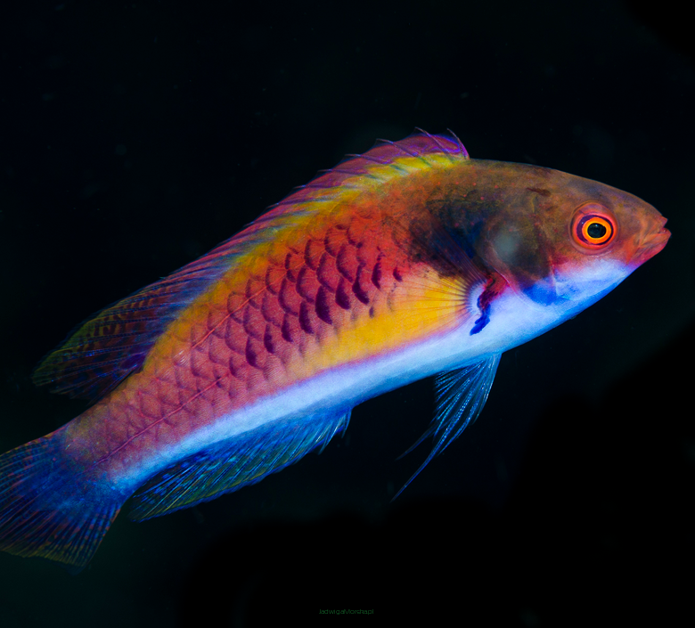 (PARA) Cirrhilabrus ryukyuensis 8 + 9 cm