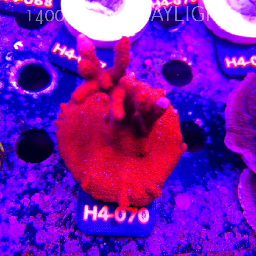 Montipora digitata RED (01.06.2026) H4-070  7cm
