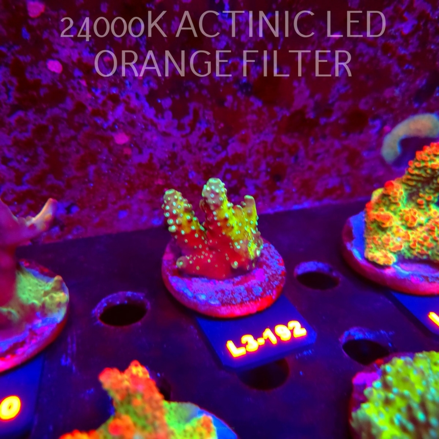 Acropora humilis URANIUM (11.09.2026) L3-192  4cm