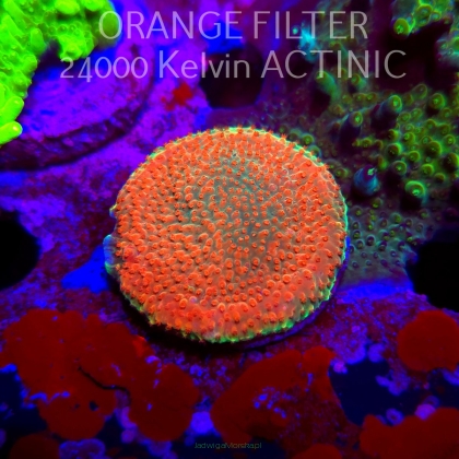 Acropora JMC RAINBOW PRINCESS Signature Frag (11.08.2025) MM6-III-7  3cm