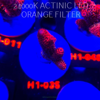 Acropora spathulata CORAL SEA ULTRA RED (16.10.2025) H1-035  5cm