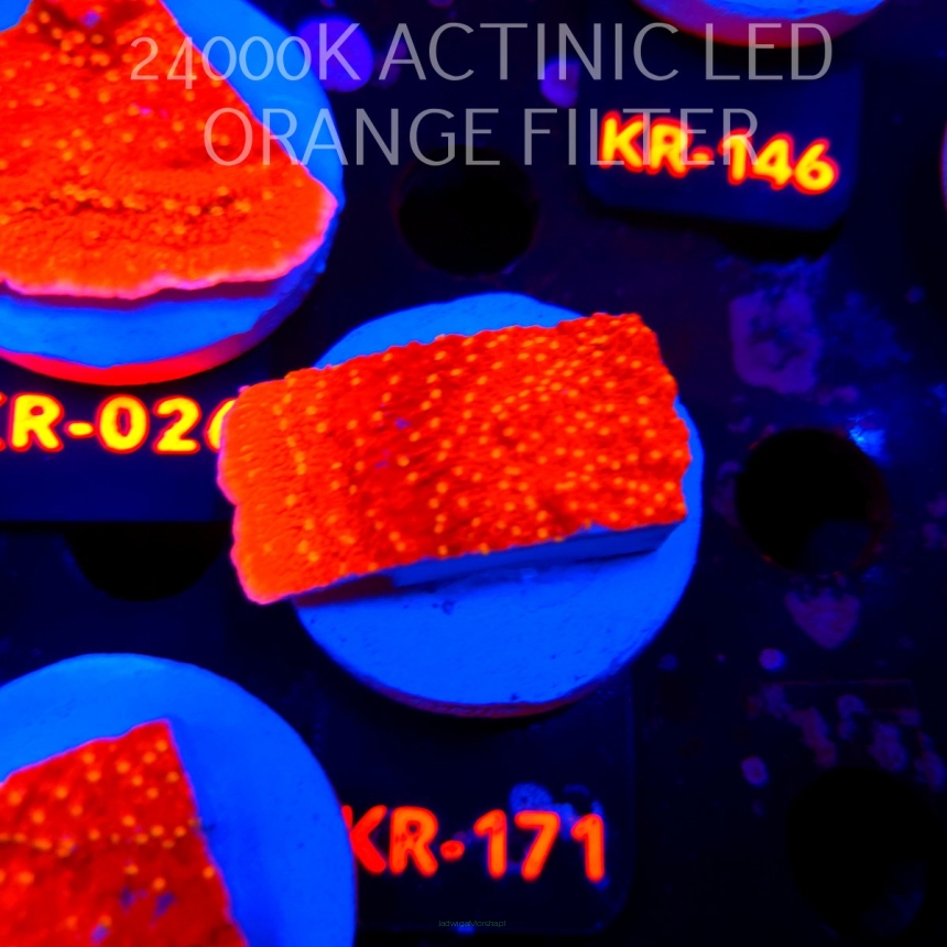 Montipora JASON FOX SUNBURST (20.04.2026) KR-171  5cm