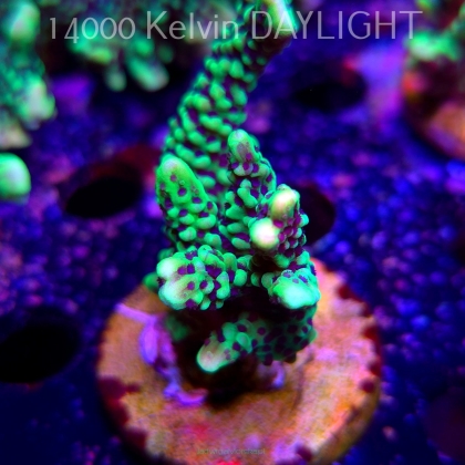 Montipora peltiformis (18.05.2025)  7cm