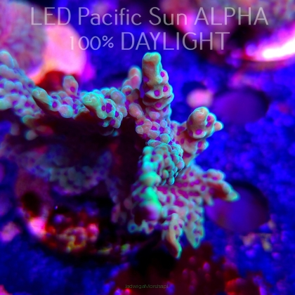 Montipora peltiformis (23.01.2025)  8cm