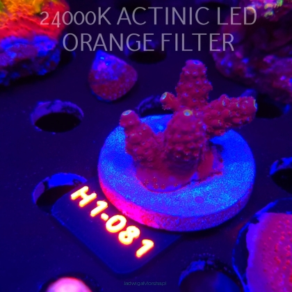 Acropora anthocersis PEACH PASSION (01.02.2026) H1-081  3cm