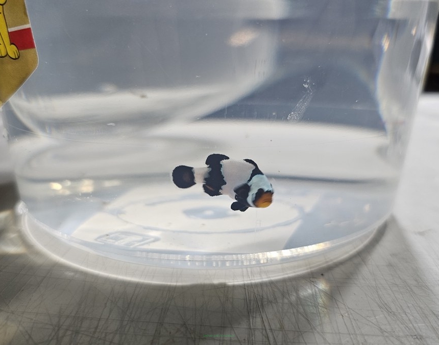 Amphiprion ocellaris BLACK PICASSO 4cm WYSIWYG TANK BRED