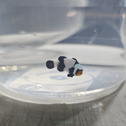 Amphiprion ocellaris BLACK PICASSO 4cm WYSIWYG TANK BRED
