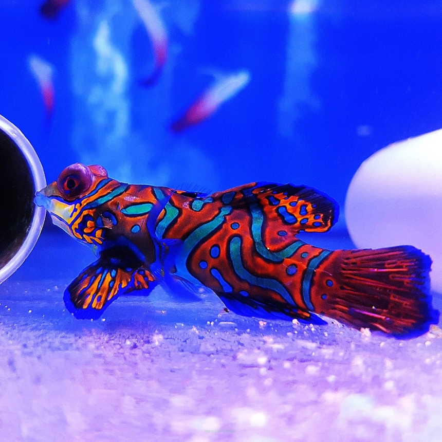 Synchiropus splendidus SAMICA (Mandaryn wspaniały) 5-6cm