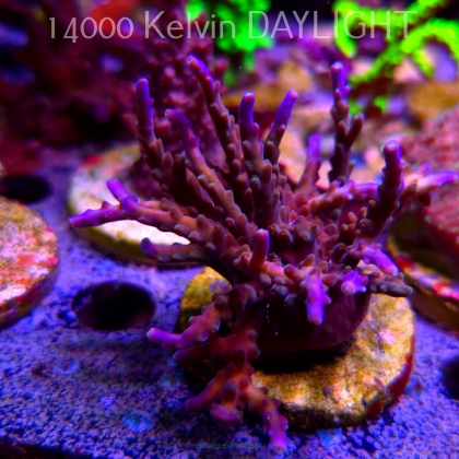 Acropora sp. AUSTRALIA (24.05.2025) L2-II-5  7cm