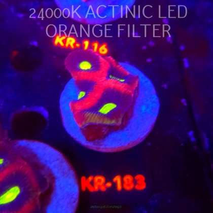 Favites complanata OG DRAGON SOUL (21.02.2026) KR-183  5cm