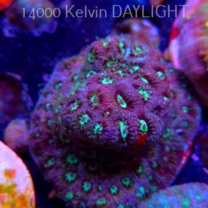 Favites Pentagona War Coral (06.05.2025)  5cm