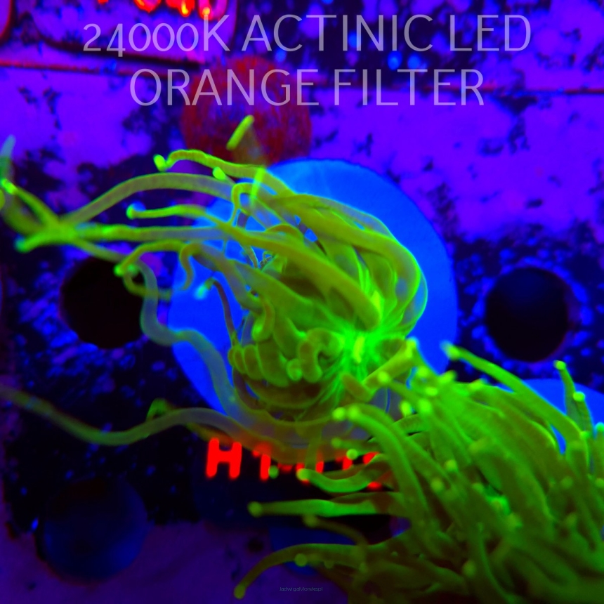Euphyllia glabrescens AUSSIE TOXIC TORCH (01.09.2026) H1-018