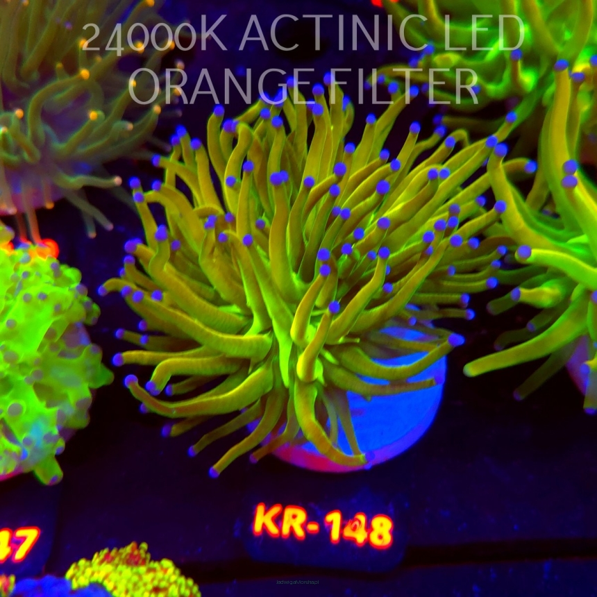 Euphyllia glabrescens OG HOLY GRAIL TORCH (17.01.2026) KR-148