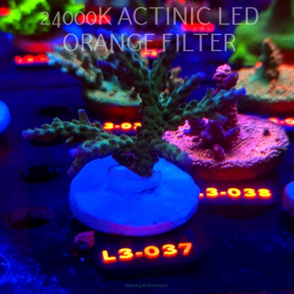 Acropora sp. AUSTRALIA (09.05.2026) L3-037  7cm
