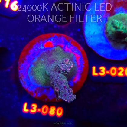 Acropora sp. AUSTRALIA (04.01.2026) L3-080  5cm