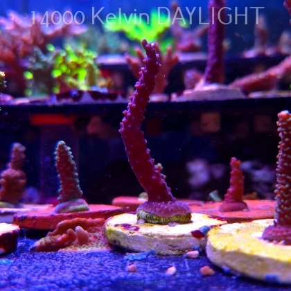 Acropora formosa BLUE JEANS (19.06.2025) L3-I-34  8cm