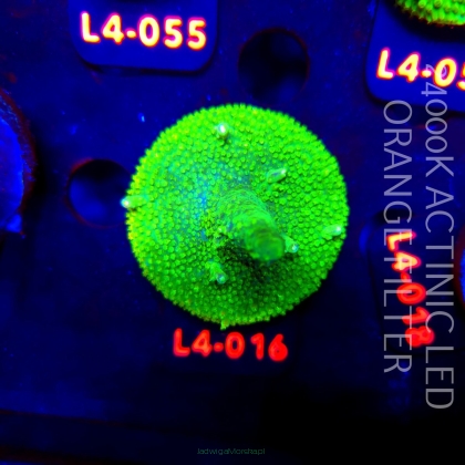 Acropora sp. PREMIUM AUSTRALIA (19.05.2026) L4-016  6cm