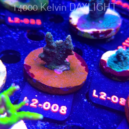 Acropora sp. AUSTRALIA (14.11.2025) L2-008  3cm