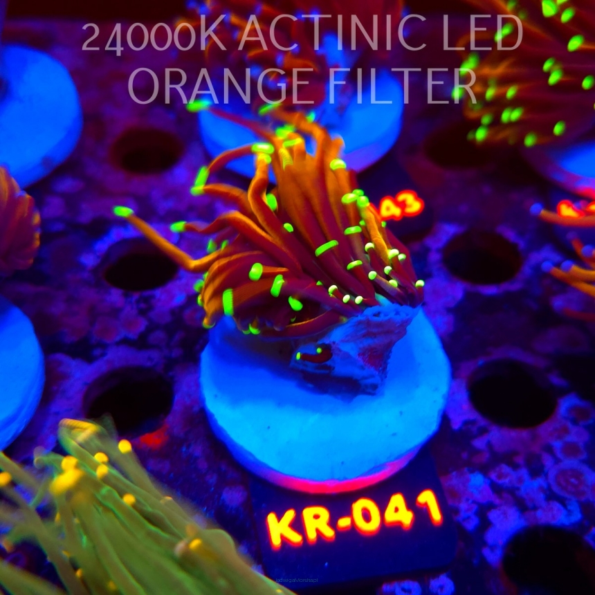 Euphyllia glabrescens HELLFIRE (01.09.2026) KR-041