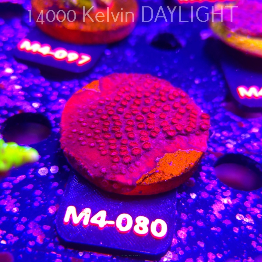 Cyphastrea JF BLOOD RED (12.04.2026) M4-080  5cm