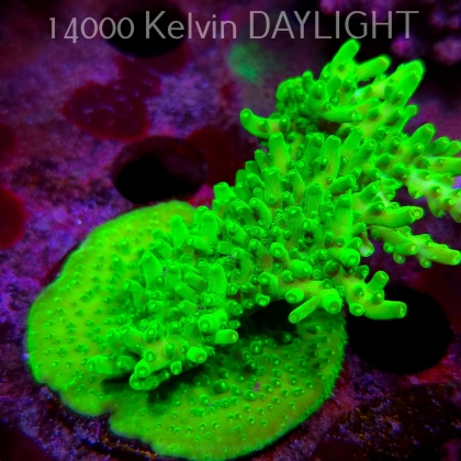 Acropora WWC Castells Banana (09.05.2025) MM1-III-10  7cm